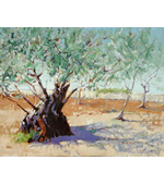  Ancient Olive Tree 20x16